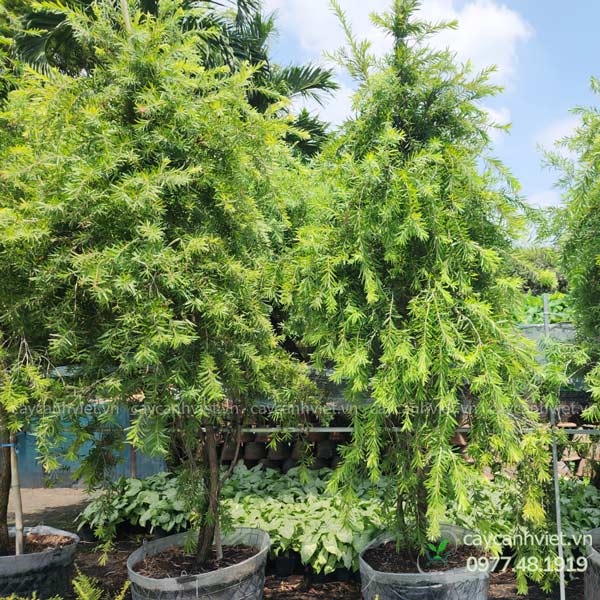 Đặt cây ở đâu để nhận đủ ánh sáng?
