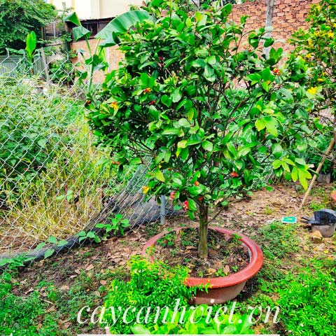 Cắt tỉa & tạo dáng bonsai cơ bản