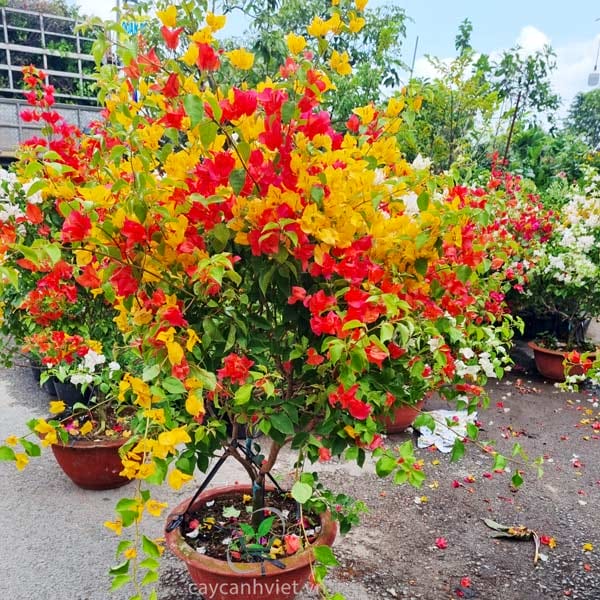 Chọn cây hợp mệnh, hợp tuổi