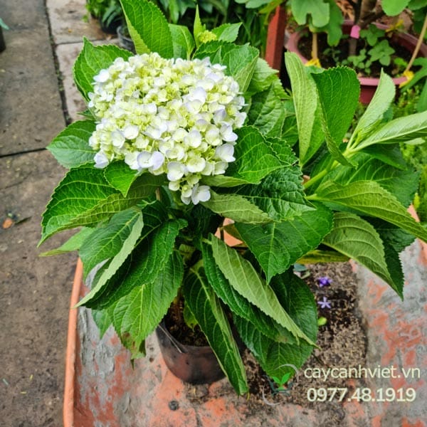 Cây Cẩm Tú Cầu