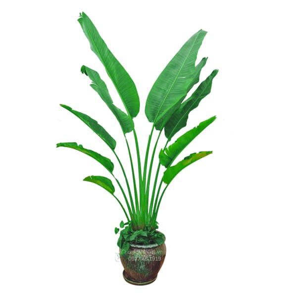 Cây Chuối Rẻ Quạt