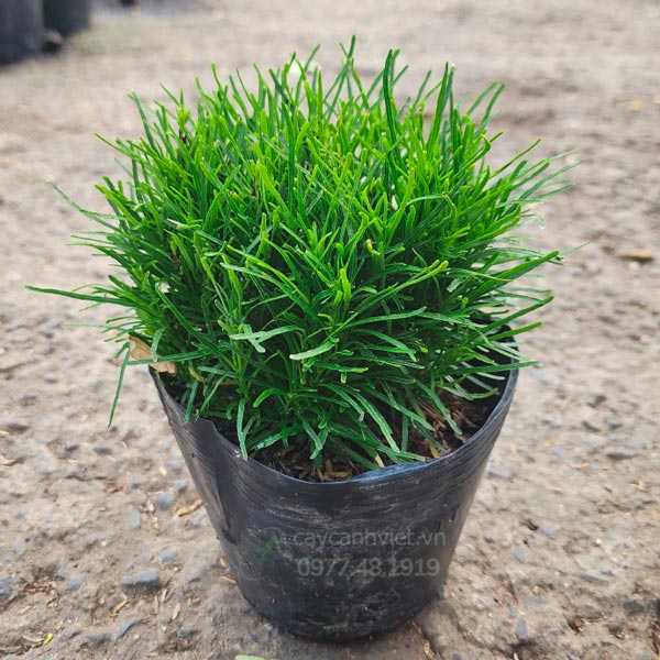 Cây Cỏ Mây