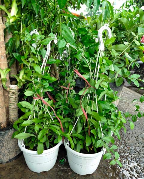 Cây Cúc Tấn Ấn Độ