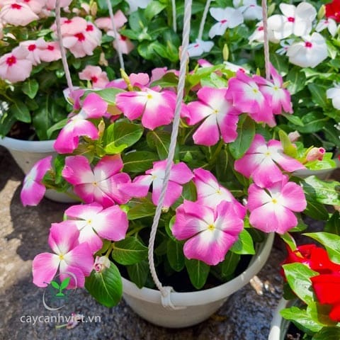 Cây Dừa Cạn
