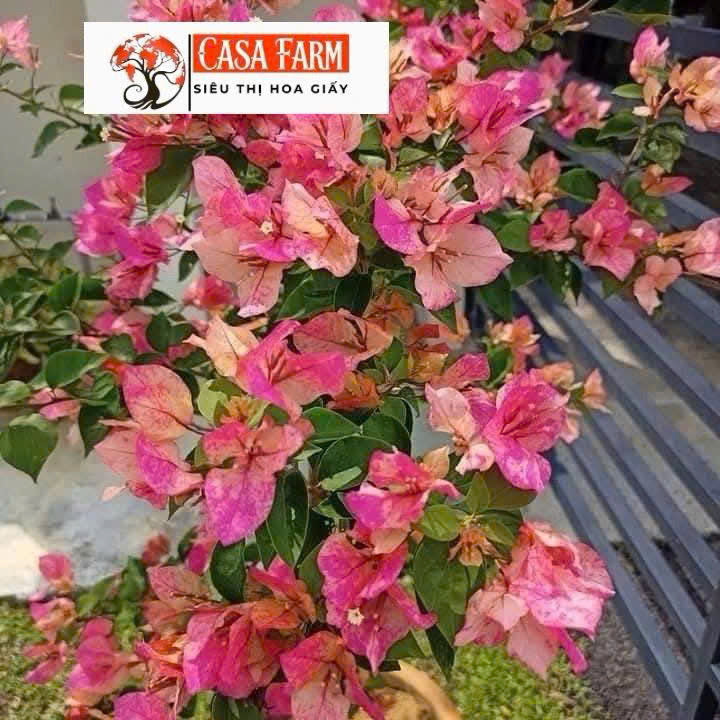Cây Giống Hoa Giấy Arjuna - Dòng Đổi Màu - Dễ Chăm - Ưa Nắng - Bộ Rễ Tốt - Cây Khỏe