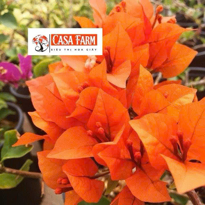 Cây Giống Hoa Giấy Cam Lửa - Màu Sắc Nổi Bật - Tạo Điểm Nhấn Cho Không Gian - Ưa Nắng