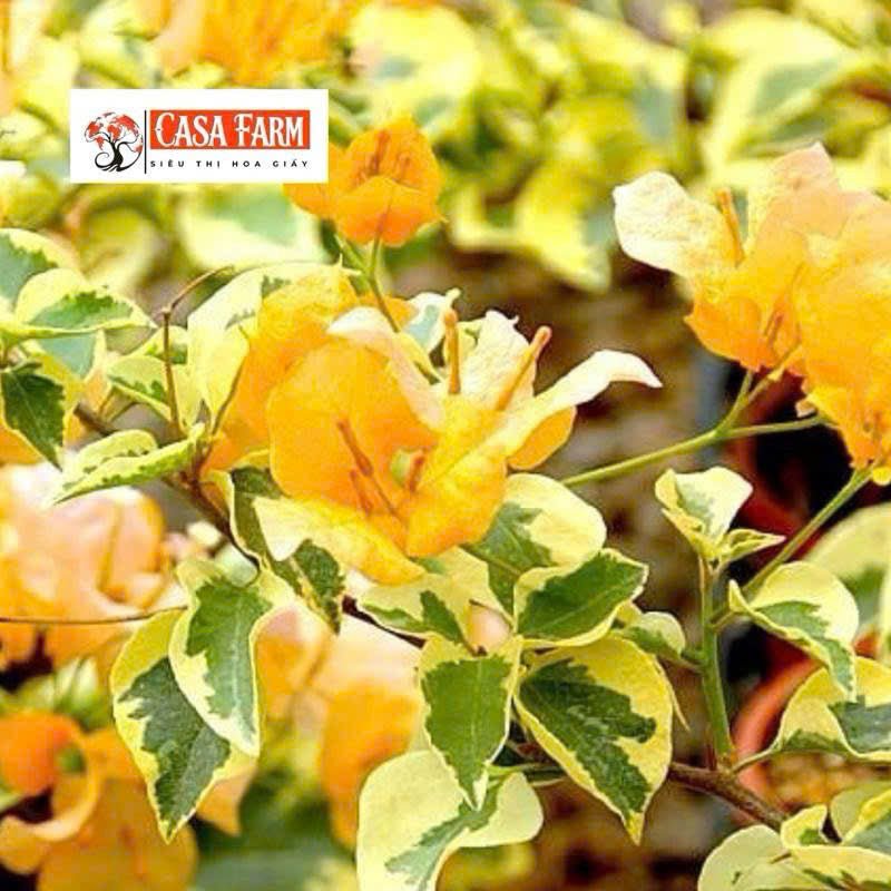 Cây Giống Hoa giấy Cẩm Thạch Vàng - Dòng Lá Cẩm Thạch - Dễ Chăm - Ưa Nắng