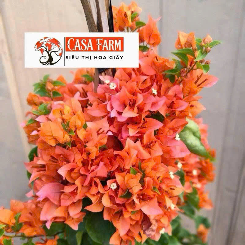 Cây Giống Hoa Giấy Cam Thái - Dòng Sai Hoa - Chuyên Leo - Màu Sắc Rực Rỡ