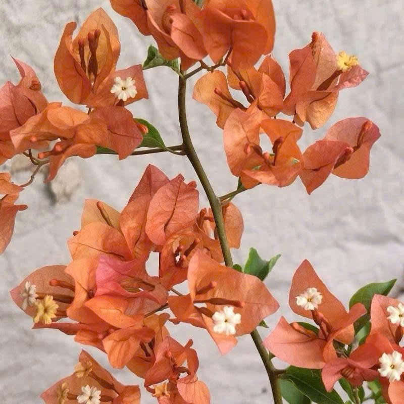 Cây Giống Hoa Giấy Cam Thái - Dòng Sai Hoa - Chuyên Leo - Màu Sắc Rực Rỡ