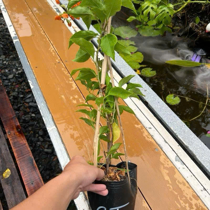 Cây Giống Hoa Giấy Cam Thái - Dòng Sai Hoa - Chuyên Leo - Màu Sắc Rực Rỡ