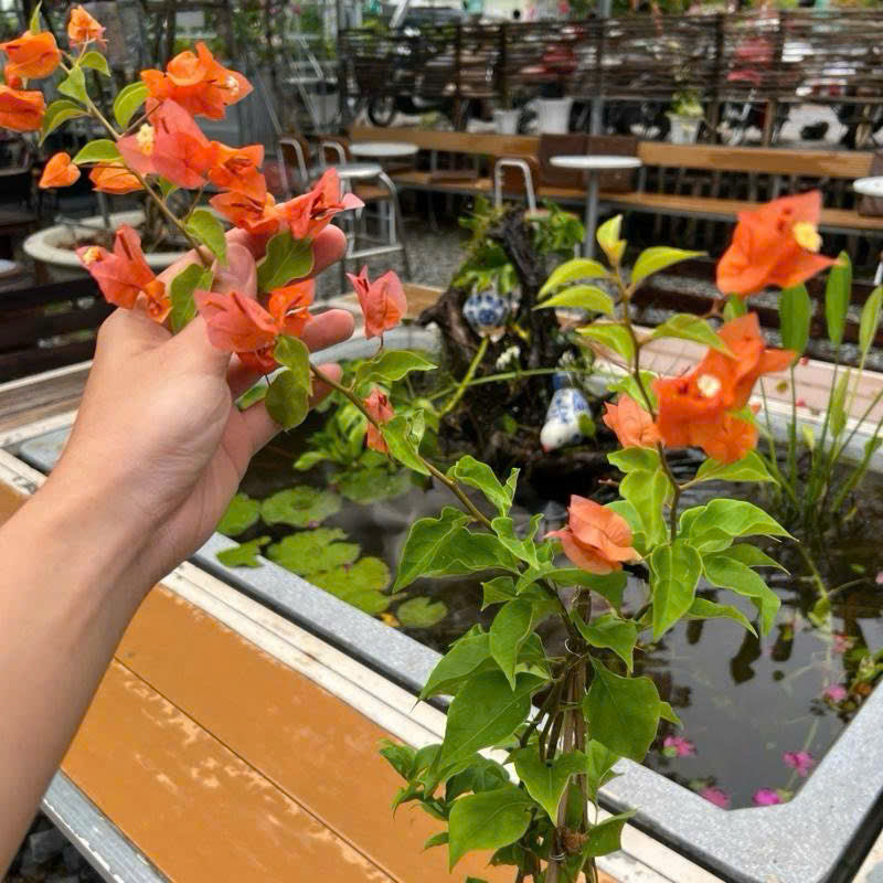 Cây Giống Hoa Giấy Cam Thái - Dòng Sai Hoa - Chuyên Leo - Màu Sắc Rực Rỡ