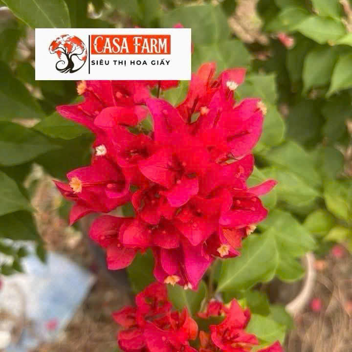 Cây Giống Hoa Giấy Cáo Đỏ - Dễ Chăm - Ưa Nắng - Bộ Rễ Tốt - Cây Khỏe - Màu Sắc Rực Rỡ