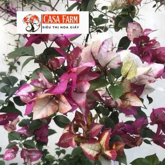 Cây Giống Hoa Giấy Dabaweya - Dòng Sai Hoa - Ưa Nắng - Cây Khỏe - Bộ Rễ Tốt