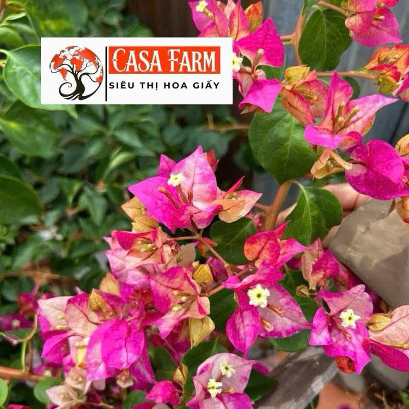 Cây Giống Hoa Giấy Golden Rao - Dòng Đổi Màu - Dễ Chăm Ưa Nắng - Màu Sắc Rực Rỡ