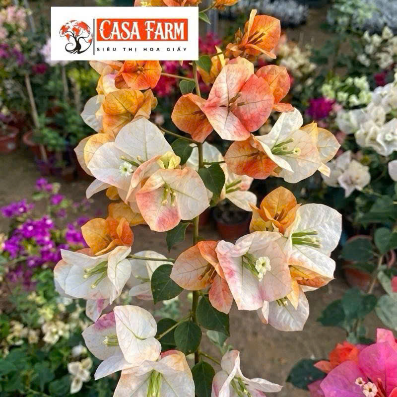 Cây Giống Hoa Giấy Golden Sunshine - Màu Nắng Vàng Rực Rỡ - Dòng Đổi Màu
