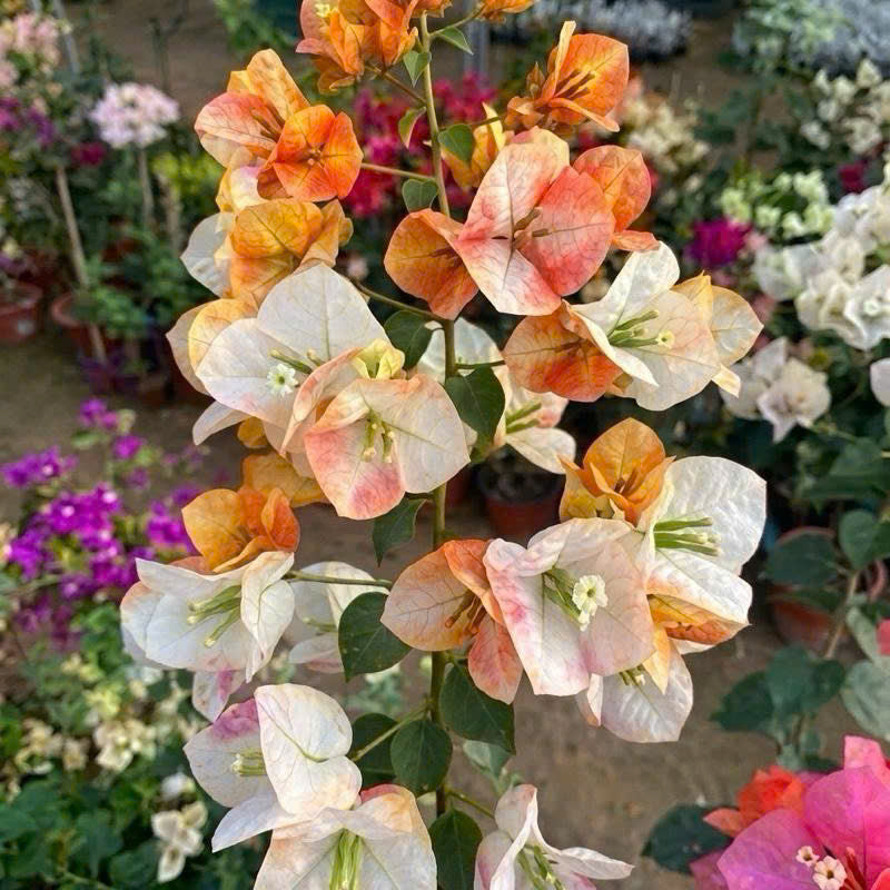Cây Giống Hoa Giấy Golden Sunshine - Màu Nắng Vàng Rực Rỡ - Dòng Đổi Màu