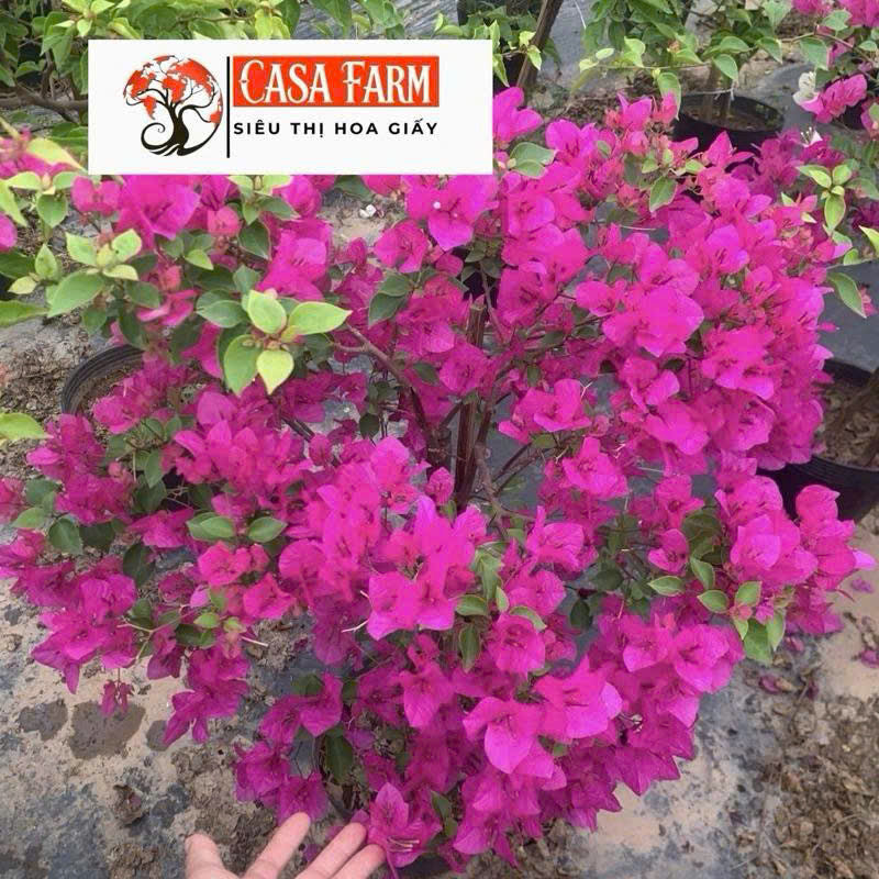 Cây Giống Hoa Giấy Hồng Xác Pháo - Màu Sắc Rực Rỡ - Dễ Chăm - Ưa Nắng - Cây Khỏe