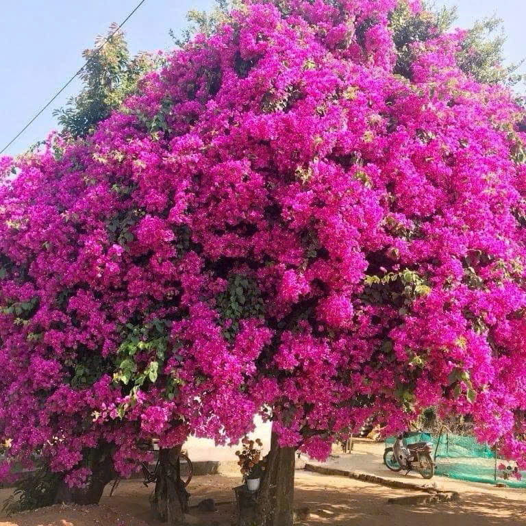 Cây Giống Hoa Giấy Hồng Xác Pháo - Màu Sắc Rực Rỡ - Dễ Chăm - Ưa Nắng - Cây Khỏe