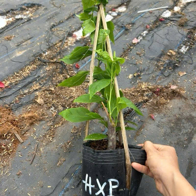 Cây Giống Hoa Giấy Hồng Xác Pháo - Màu Sắc Rực Rỡ - Dễ Chăm - Ưa Nắng - Cây Khỏe