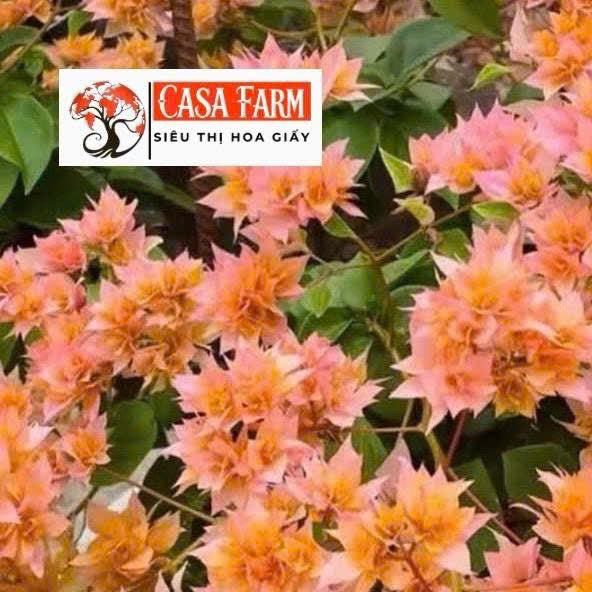 Cây Giống Hoa Giấy Kép Cam Kim Cương - Màu Sắc Tươi Sáng - Lá Có Chấm Trắng - Ưa Nắng - Sai Hoa