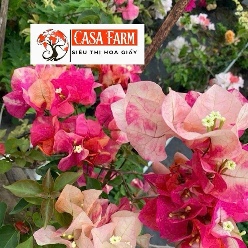 Cây Giống Hoa Giấy Mary Gold - Màu Sắc Tươi Mới - Tạo Điểm Nhấn Cho Ngôi Nhà - Ưa Nắng