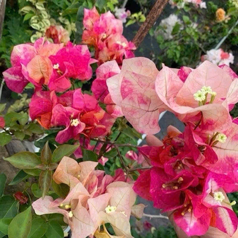 Cây Giống Hoa Giấy Mary Gold - Màu Sắc Tươi Mới - Tạo Điểm Nhấn Cho Ngôi Nhà - Ưa Nắng