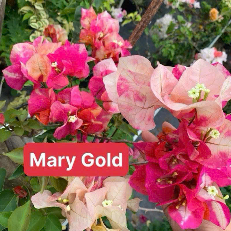 Cây Giống Hoa Giấy Mary Gold - Màu Sắc Tươi Mới - Tạo Điểm Nhấn Cho Ngôi Nhà - Ưa Nắng