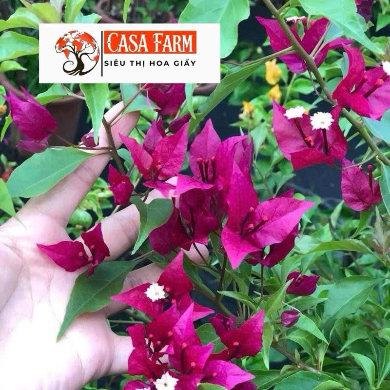 Cây Giống Hoa Giấy Ruby Lửa - Dòng Sai Hoa - Siêu Hoa - Dễ Chăm - Ưa Nắng