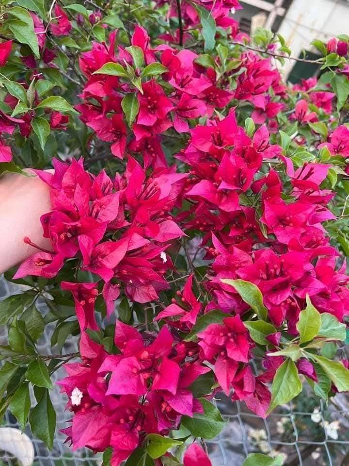 Cây Giống Hoa Giấy Ruby Lửa - Dòng Sai Hoa - Siêu Hoa - Dễ Chăm - Ưa Nắng