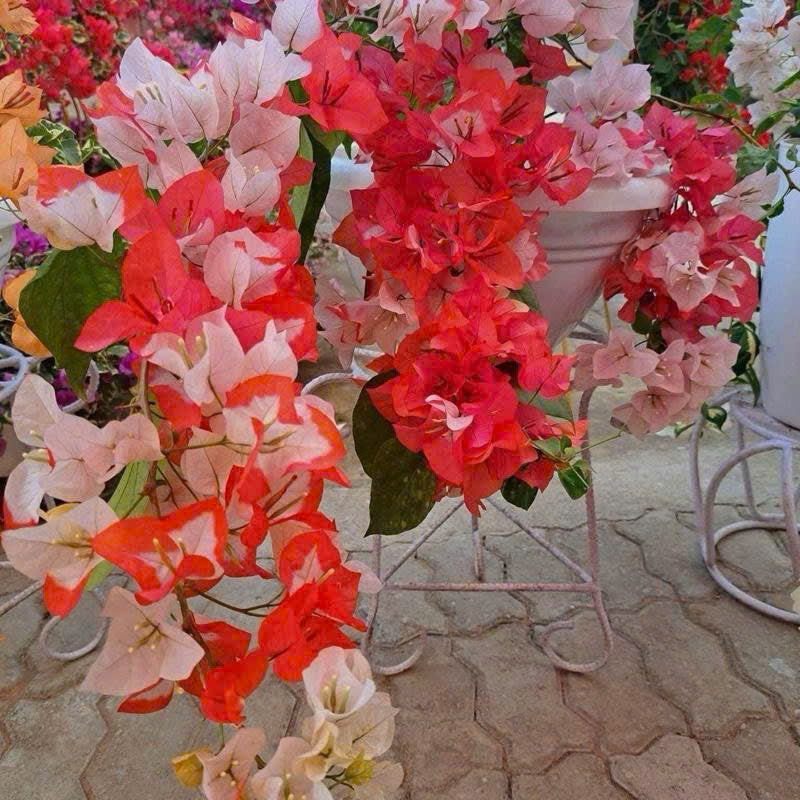 Cây Giống Hoa Giấy Son Môi Cam - Màu Sắc Mới Mẽ - Cây Ưa Nắng - Dễ Chăm Sóc