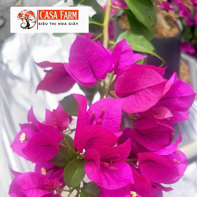 Cây Giống Hoa Giấy Tím Pháp - Dòng Dễ Chăm - Ưa Nắng - Màu Tím Mông Mơ - Cây Khỏe