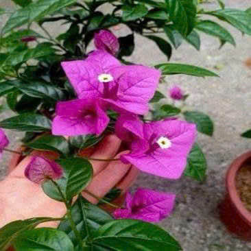 Cây Giống Hoa Giấy Tím Pháp - Dòng Dễ Chăm - Ưa Nắng - Màu Tím Mông Mơ - Cây Khỏe