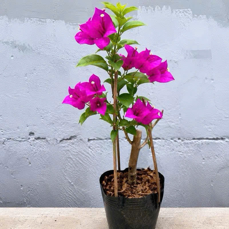 Cây Giống Hoa Giấy Tím Pháp - Dòng Dễ Chăm - Ưa Nắng - Màu Tím Mông Mơ - Cây Khỏe