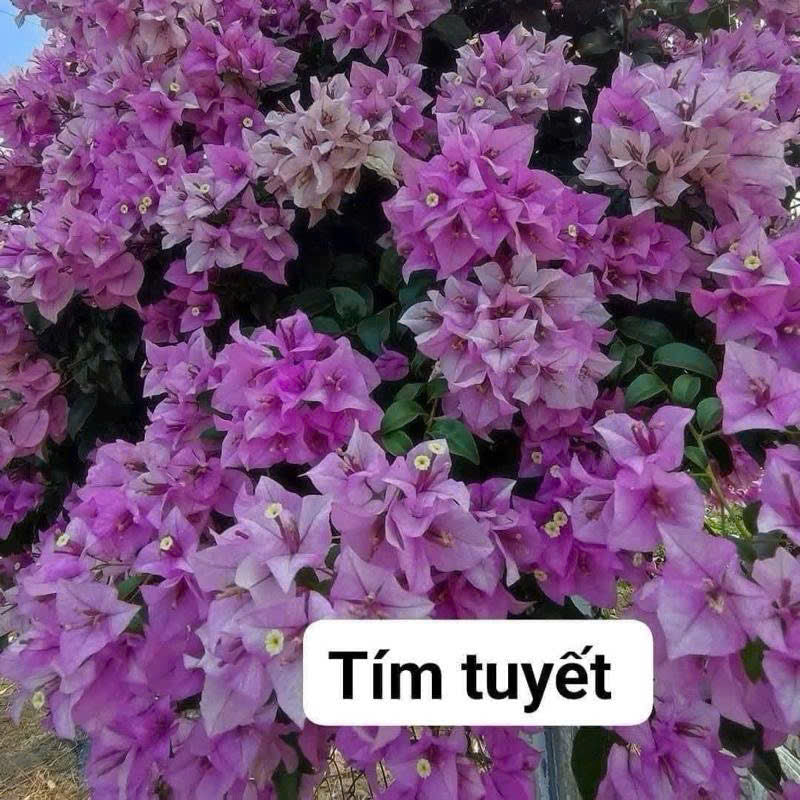Cây Giống Hoa Giấy Tím Tuyết - Dòng Siêu Hoa - Sai Hoa - Dễ Chăm - Ưa Nắng - Rễ Tốt