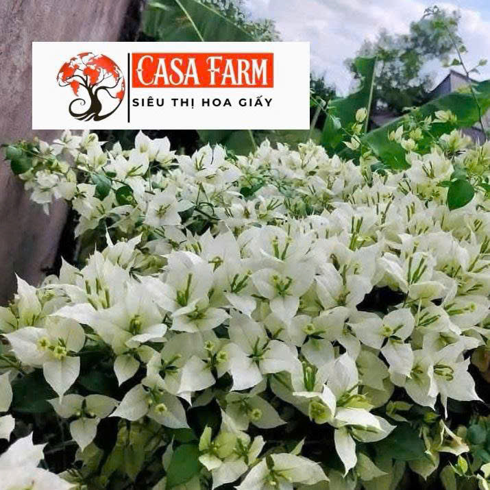 Cây Giống Hoa Giấy Trắng Lửa - Dòng Siêu Hoa - Dễ Chăm - Ưa Nắng - Bộ Rễ Tốt