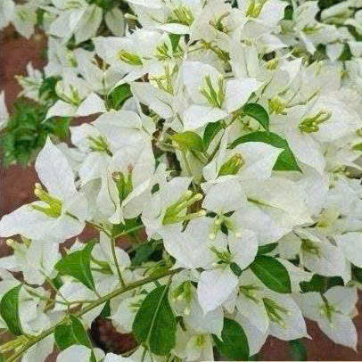 Cây Giống Hoa Giấy Trắng Lửa - Dòng Siêu Hoa - Dễ Chăm - Ưa Nắng - Bộ Rễ Tốt