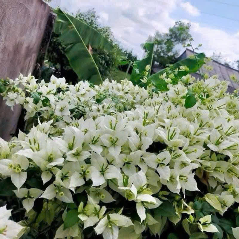 Cây Giống Hoa Giấy Trắng Lửa - Dòng Siêu Hoa - Dễ Chăm - Ưa Nắng - Bộ Rễ Tốt