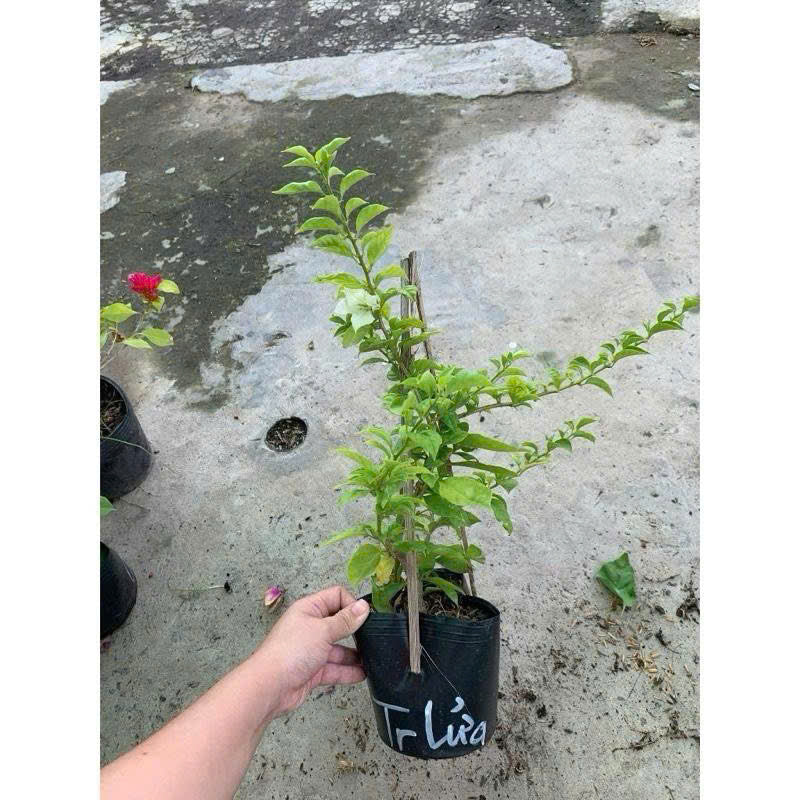 Cây Giống Hoa Giấy Trắng Lửa - Dòng Siêu Hoa - Dễ Chăm - Ưa Nắng - Bộ Rễ Tốt