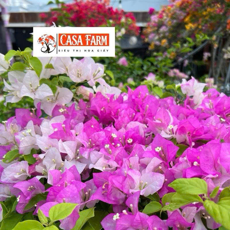 Cây giống Hoa giấy Trắng Phớt Hồng Việt - Dòng Ưa Nắng - Dễ Chăm - Màu Sắc Dịu Dàng - Cây Khỏe - Bộ Rễ Tốt