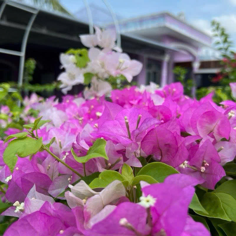 Cây giống Hoa giấy Trắng Phớt Hồng Việt - Dòng Ưa Nắng - Dễ Chăm - Màu Sắc Dịu Dàng - Cây Khỏe - Bộ Rễ Tốt