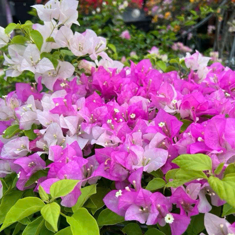 Cây giống Hoa giấy Trắng Phớt Hồng Việt - Dòng Ưa Nắng - Dễ Chăm - Màu Sắc Dịu Dàng - Cây Khỏe - Bộ Rễ Tốt
