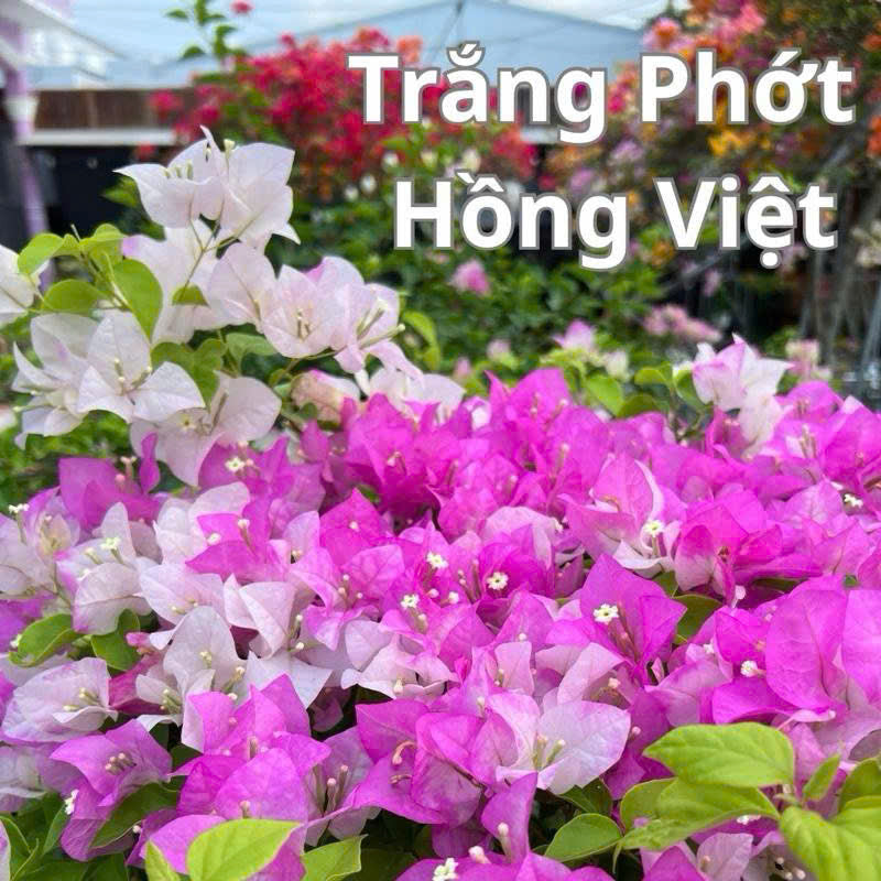 Cây giống Hoa giấy Trắng Phớt Hồng Việt - Dòng Ưa Nắng - Dễ Chăm - Màu Sắc Dịu Dàng - Cây Khỏe - Bộ Rễ Tốt