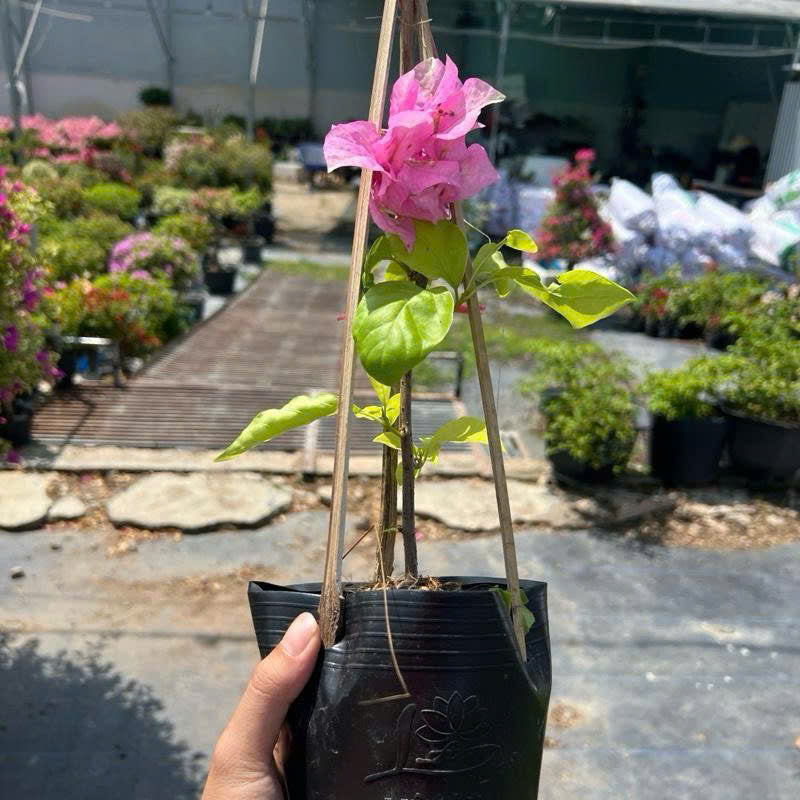 Cây giống Hoa giấy Trắng Phớt Hồng Việt - Dòng Ưa Nắng - Dễ Chăm - Màu Sắc Dịu Dàng - Cây Khỏe - Bộ Rễ Tốt