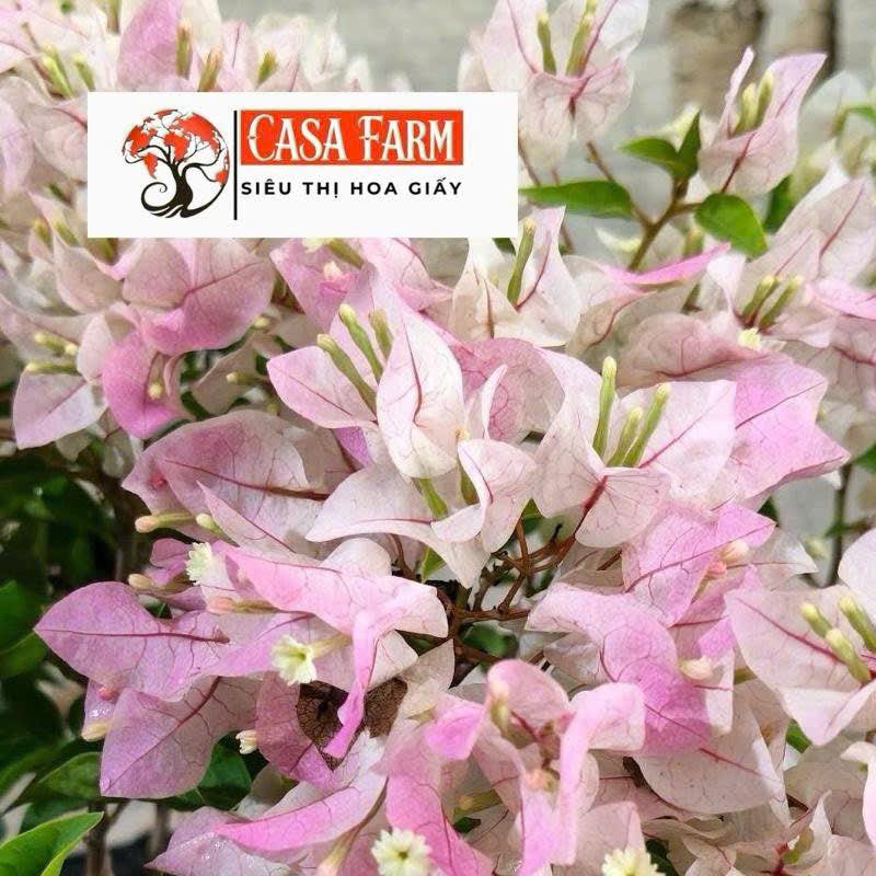 Cây Giống Hoa Giấy Trắng Thái - Dễ Chăm - Ưa Nắng - Chuyên Leo - Màu Sắc Tinh Khôi