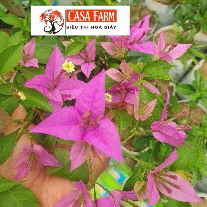 Cây Giống Hoa Giấy Vạn Huê Lầu - Cây Khỏe - Ưa Nắng - Dễ Chăm - Màu Tím Thủy Chung