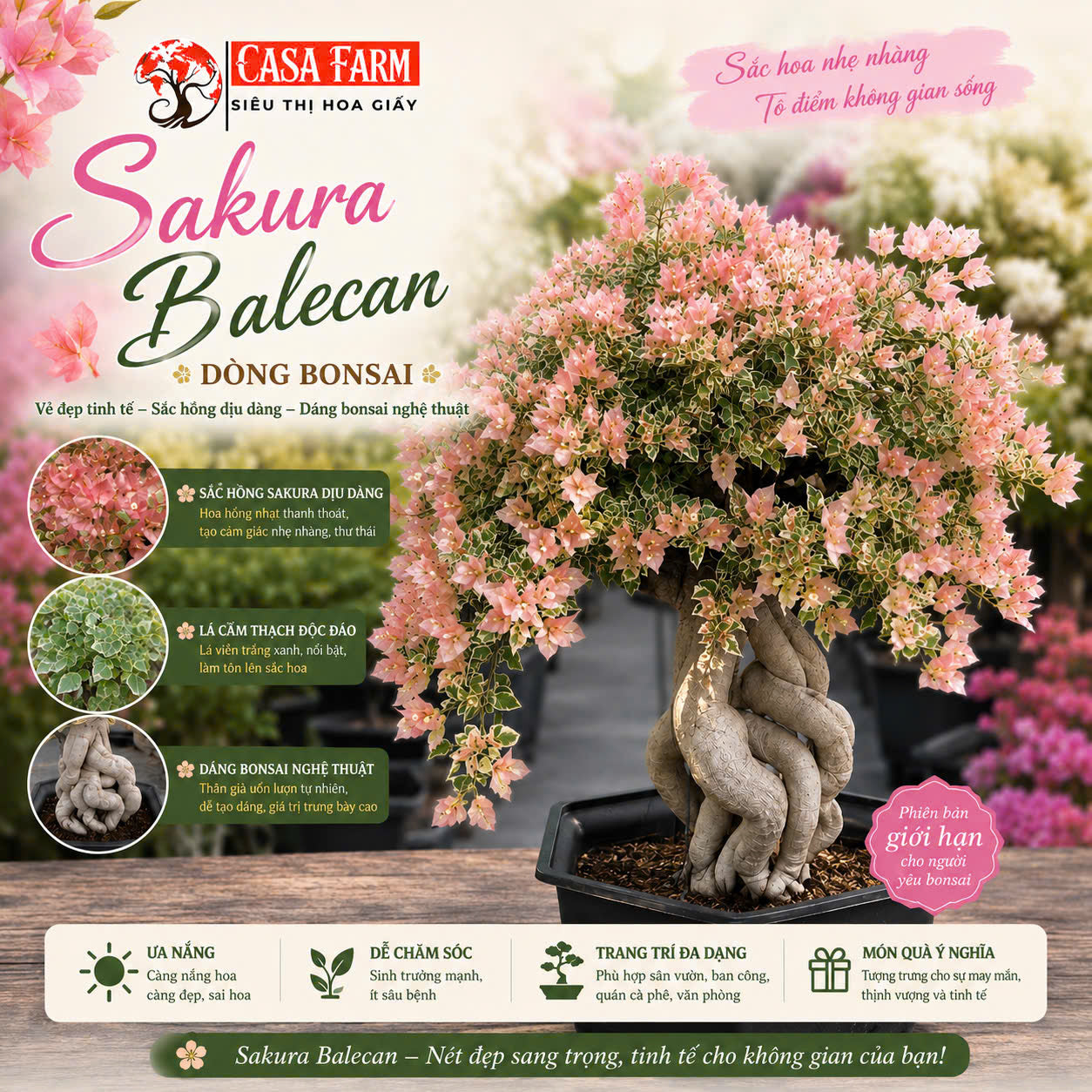 Hoa Giấy Bonsai Cẩm Thạch Sakura Balecan  - Kiểu Dáng Tinh Tế - Màu Hoa Nhẹ Nhàng