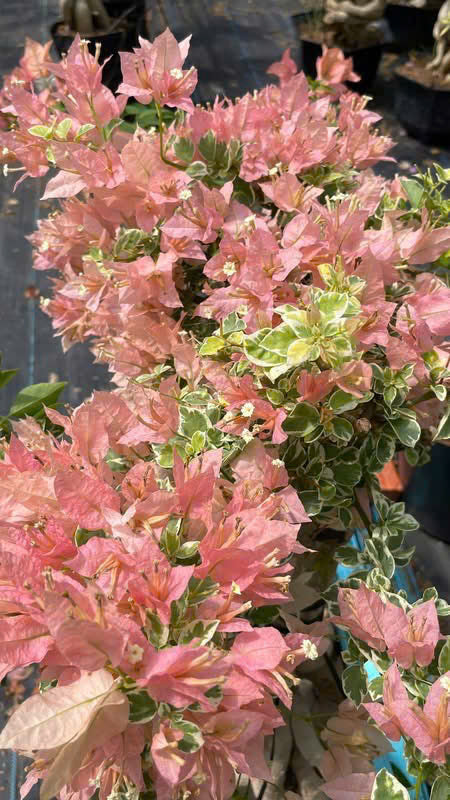 Hoa Giấy Bonsai Cẩm Thạch Sakura Balecan  - Kiểu Dáng Tinh Tế - Màu Hoa Nhẹ Nhàng