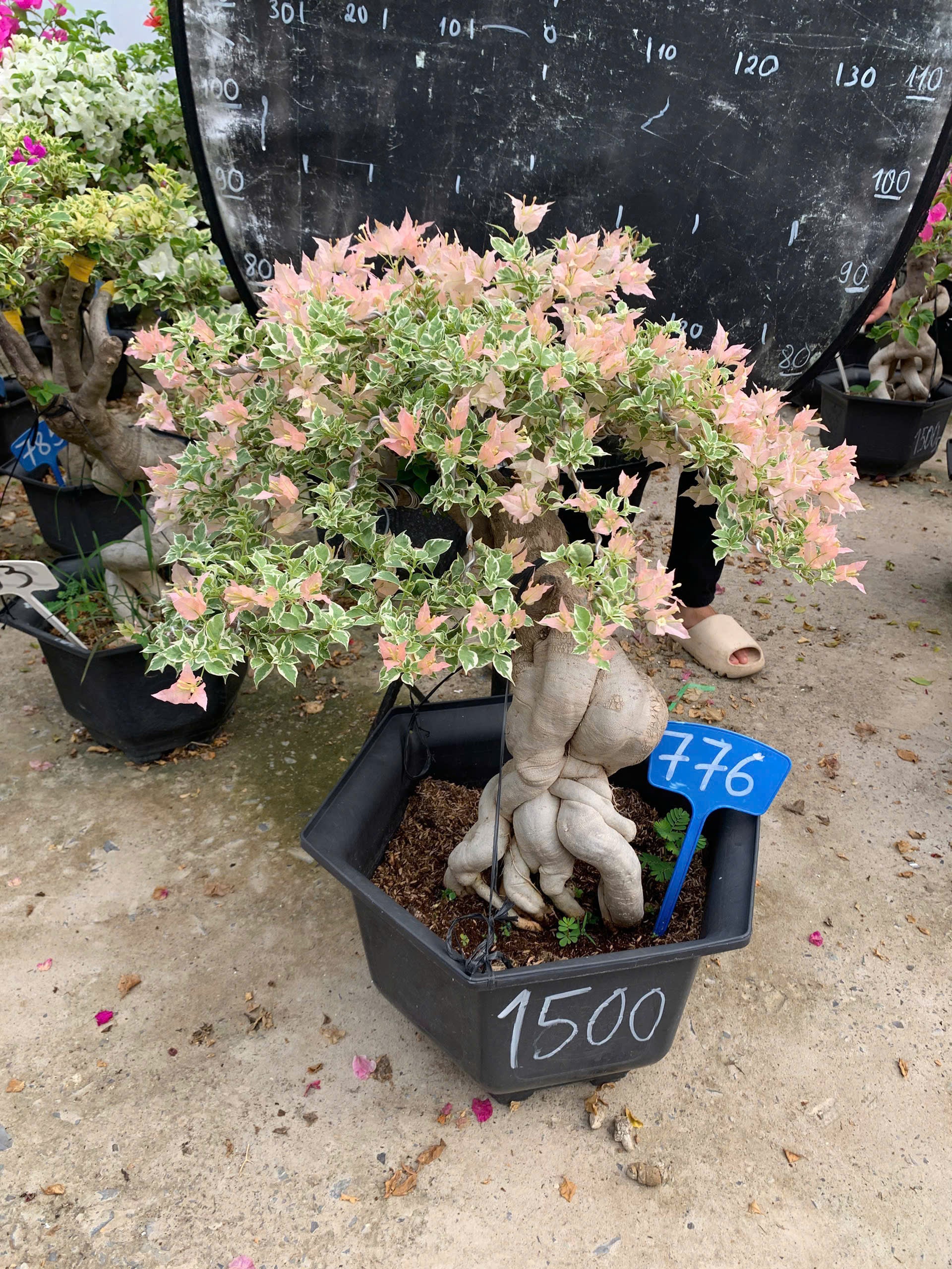 Hoa Giấy Bonsai Cẩm Thạch Sakura Balecan  - Kiểu Dáng Tinh Tế - Màu Hoa Nhẹ Nhàng
