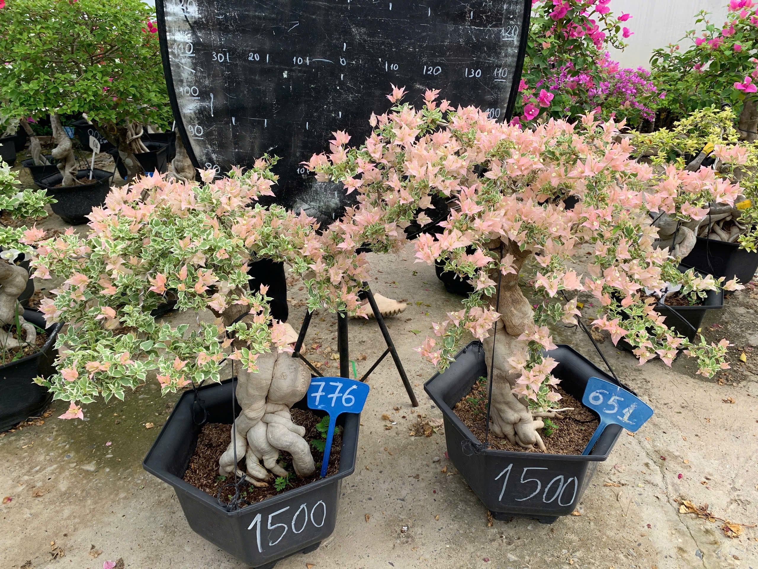 Hoa Giấy Bonsai Cẩm Thạch Sakura Balecan  - Kiểu Dáng Tinh Tế - Màu Hoa Nhẹ Nhàng