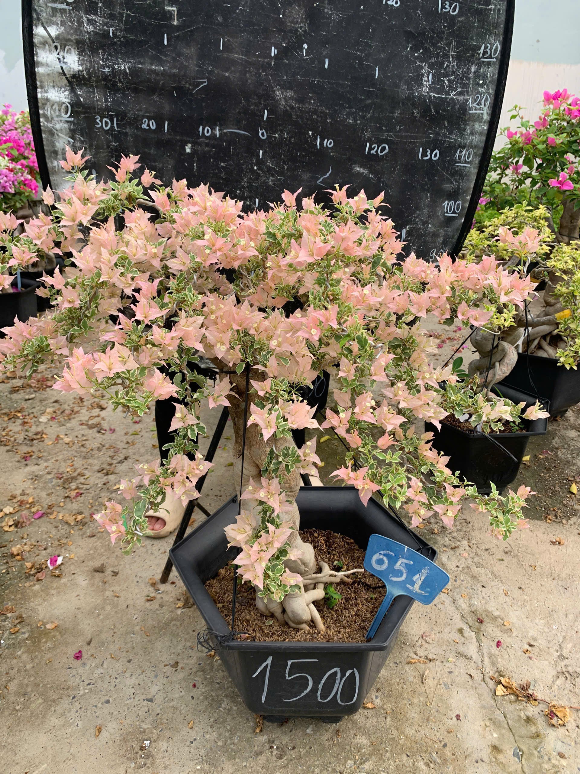 Hoa Giấy Bonsai Cẩm Thạch Sakura Balecan  - Kiểu Dáng Tinh Tế - Màu Hoa Nhẹ Nhàng